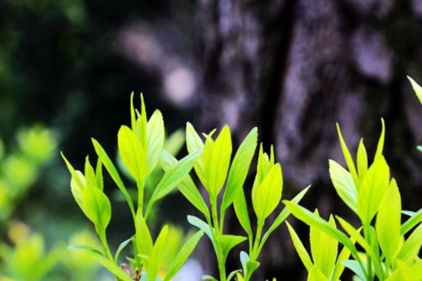 黃潤(rùn)秋：十四五”時(shí)期，是我國(guó)生態(tài)文明建設(shè)和生態(tài)環(huán)境保護(hù)工作具有里程碑意義的五年