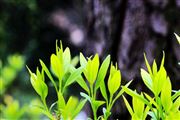 黄润秋：十四五”时期，是我国生态文明建设和生态环境保护工作具有里程碑意义的五年