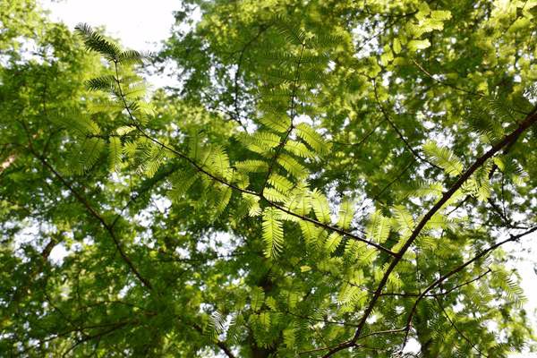 專家解讀：“揭榜掛帥”推動(dòng)國(guó)產(chǎn)重大環(huán)保技術(shù)裝備支撐美麗中國(guó)建設(shè)