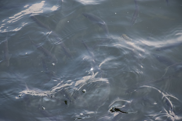 21家競逐環(huán)保大項目，3家因低價被否，國企牽頭1.1億中標