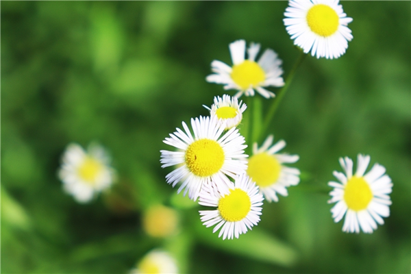 中國城市環(huán)境衛(wèi)生協(xié)會(huì)理事會(huì)完成換屆！