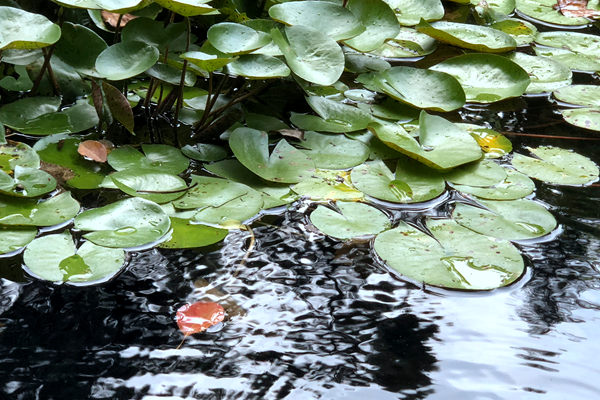重慶市地方標準《工業(yè)廢水集中處理設(shè)施污泥危險特性鑒別技術(shù)指南》公開征求意見