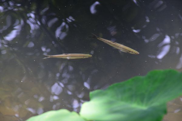 全文｜上海市生态环境综合审批实施方案