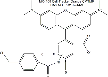 Cell-Tracker Orange CMTMR 活細胞示蹤探針